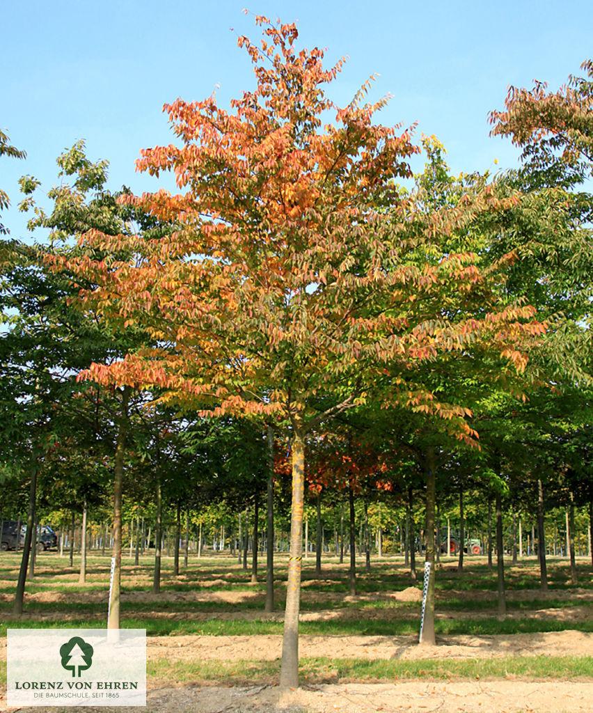 Zelkova Serrata Green Vase - View 6 from www redcrocus com