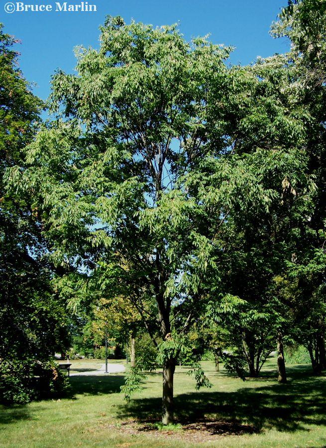 Zelkova Serrata Green Vase - View 7 from www redcrocus com