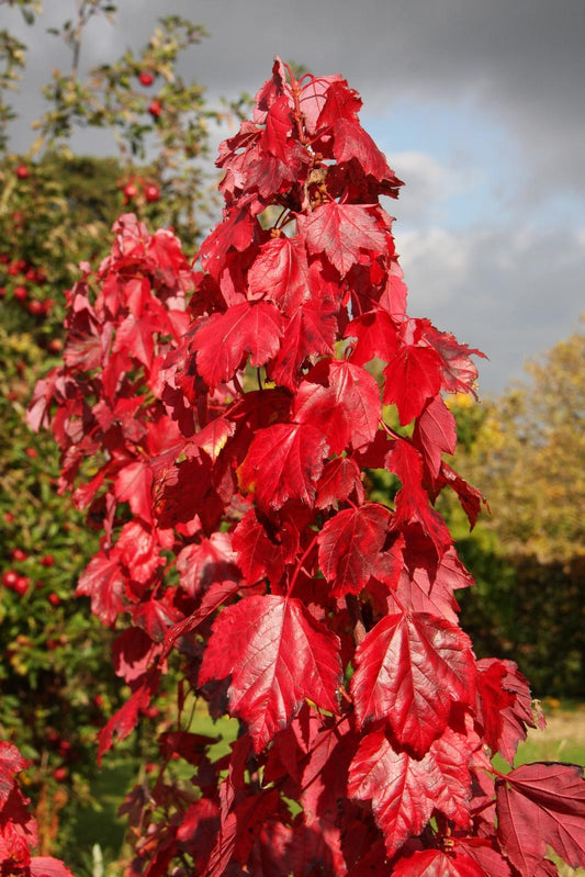Acer Rubrum Red Sunset - View 1 from www redcrocus com