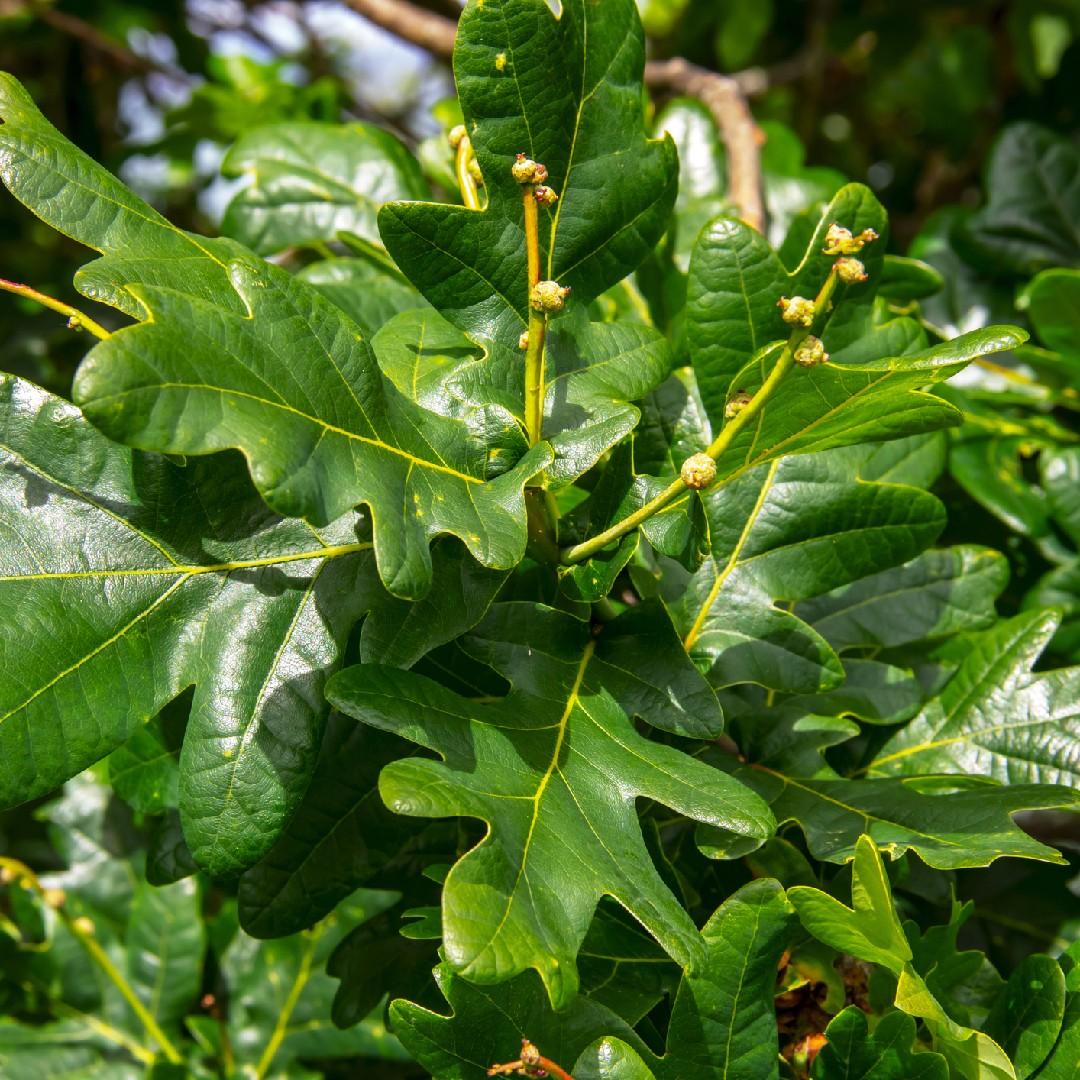 Quercus Alba - View 14 from www redcrocus com