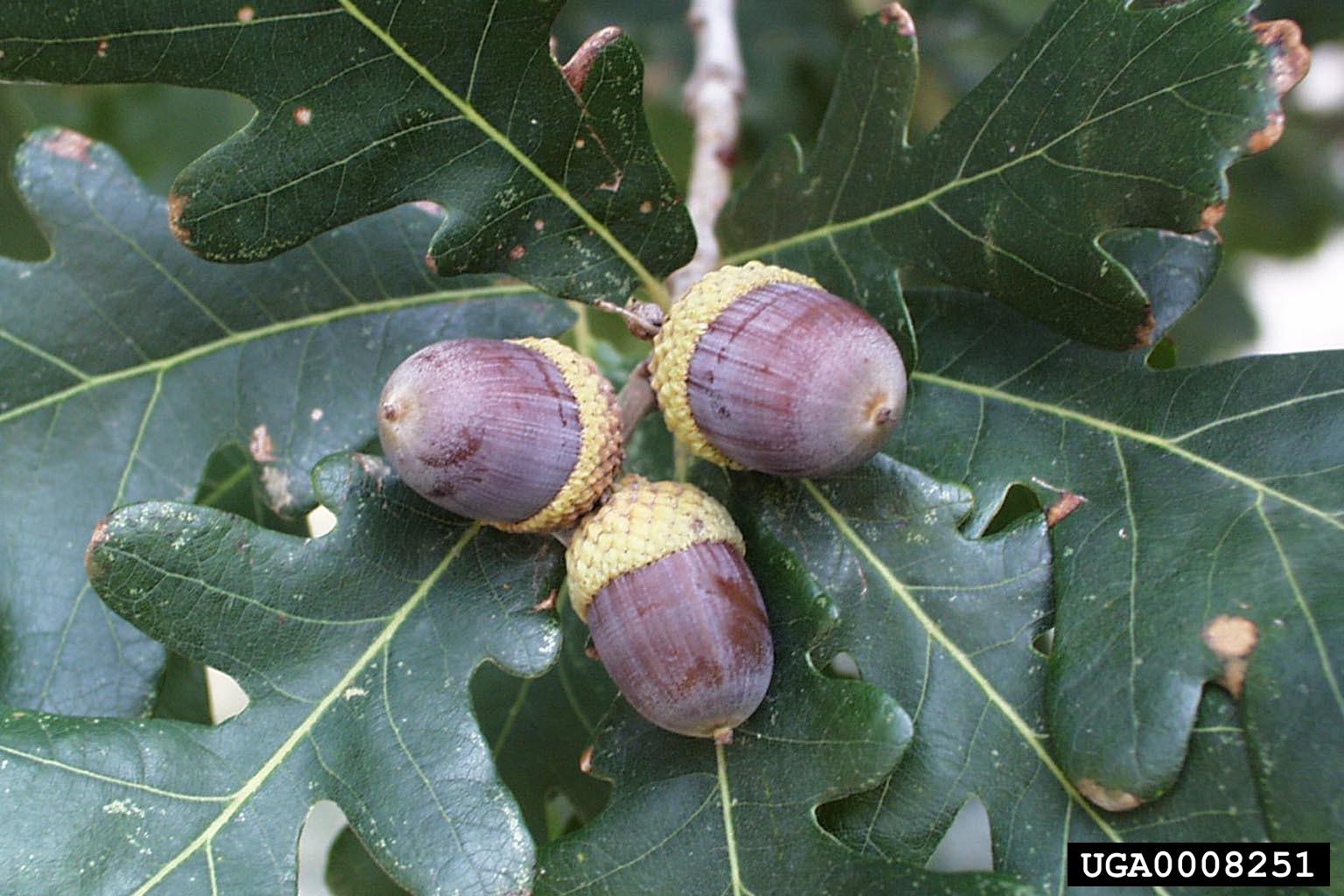 Quercus Alba - View 17 from www redcrocus com