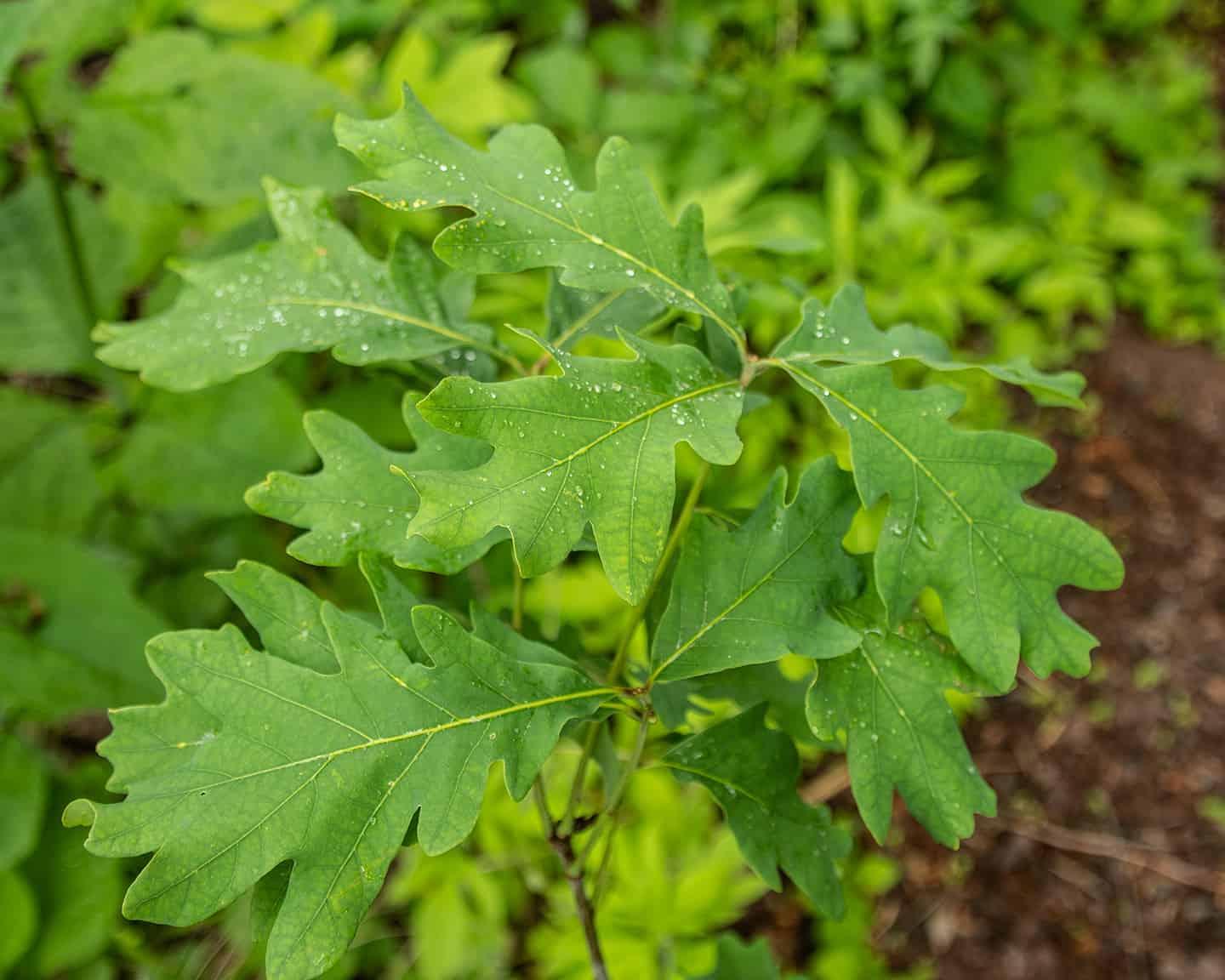 Quercus Alba - View 2 from www redcrocus com