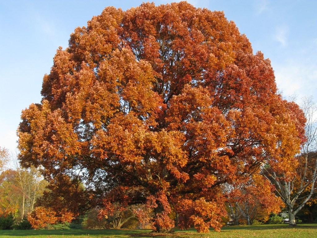 Quercus Alba - View 4 from www redcrocus com