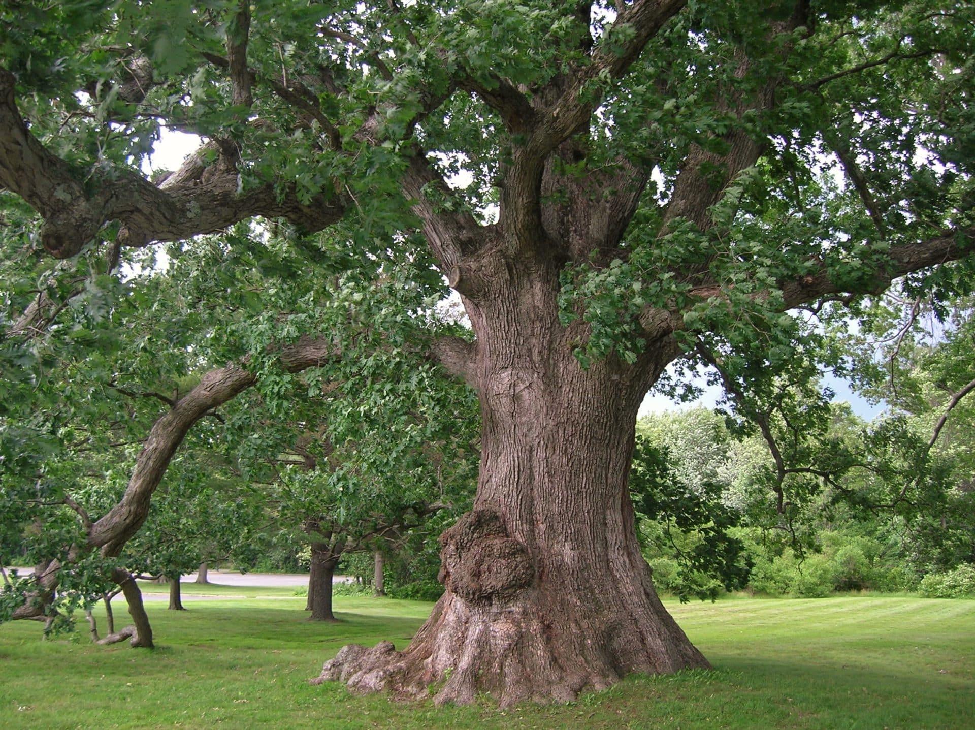 Quercus Alba - View 7 from www redcrocus com