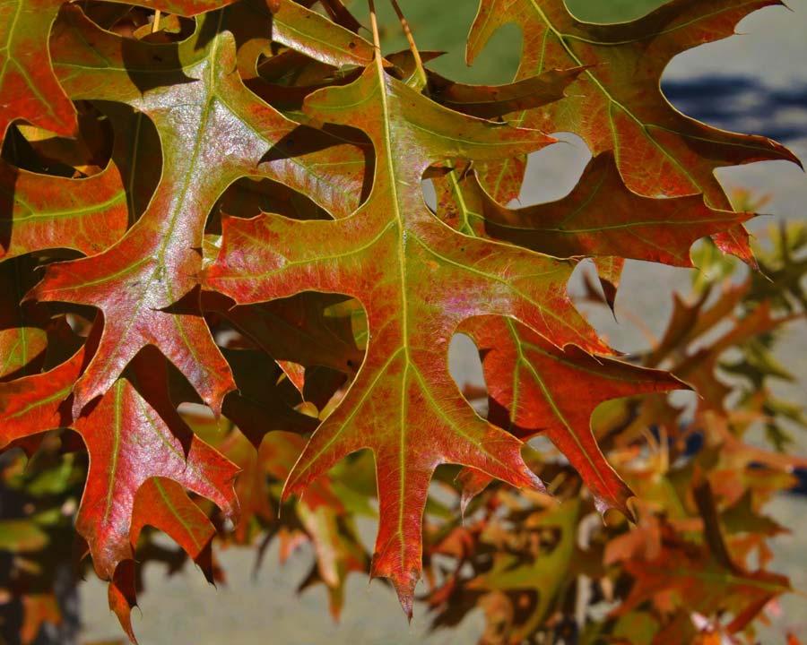Quercus Palustris - View 19 from www redcrocus com
