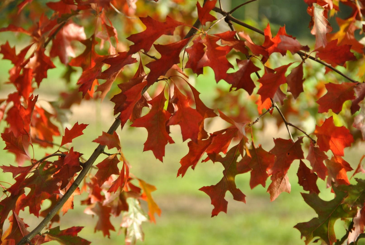 Quercus Palustris - View 6 from www redcrocus com