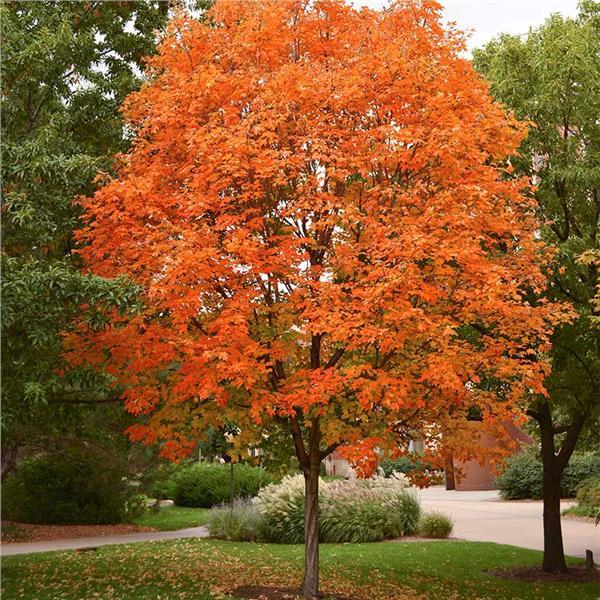Acer Saccharum Green Mountain - View 13 from www redcrocus com