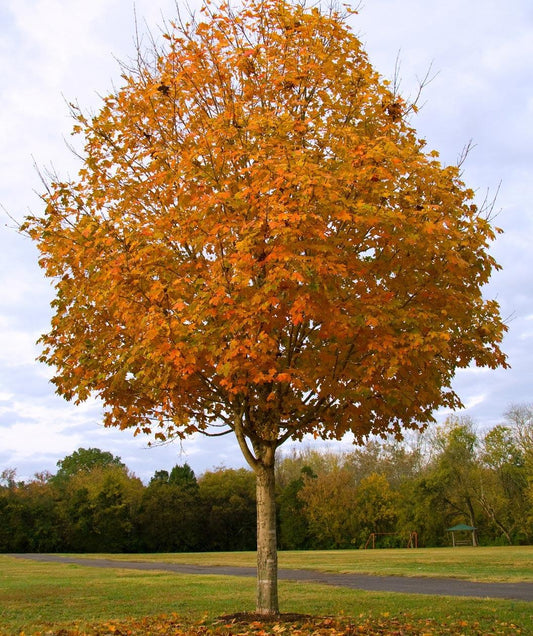 Acer Saccharum Green Mountain - View 1 from www redcrocus com