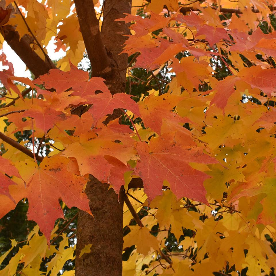 Acer Saccharum Green Mountain - View 4 from www redcrocus com