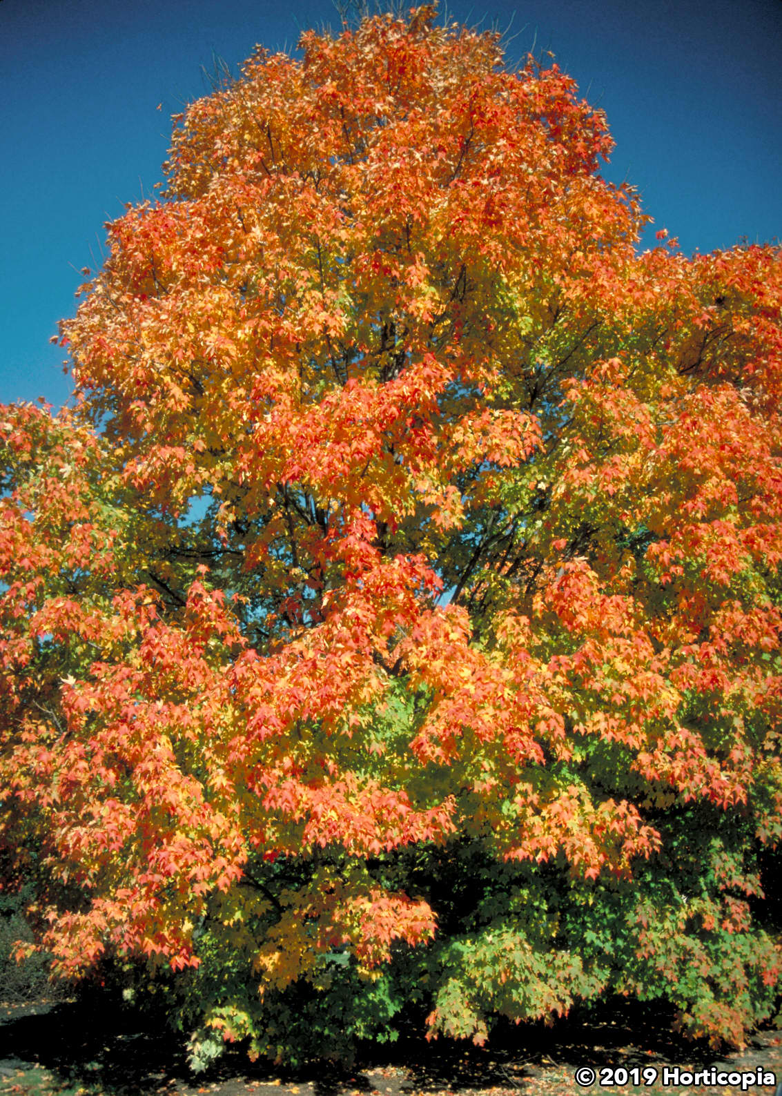 Acer Saccharum Green Mountain - View 6 from www redcrocus com