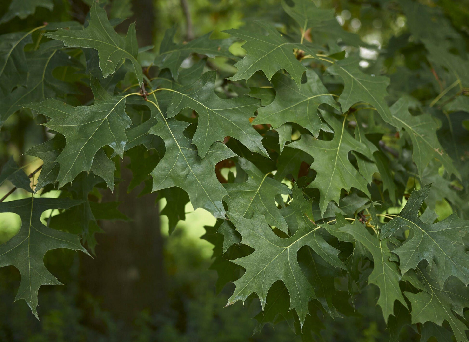 Quercus Palustris - View 16 from www redcrocus com