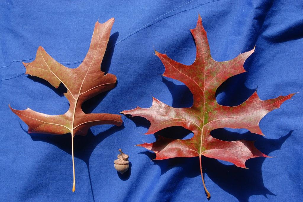 Quercus Palustris - View 18 from www redcrocus com