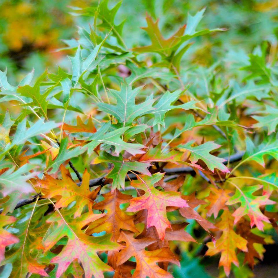 Quercus Palustris - View 19 from www redcrocus com