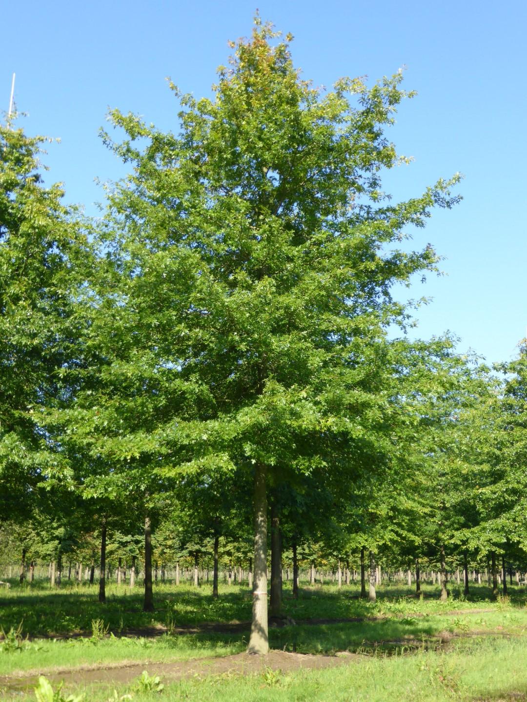 Quercus Palustris - View 1 from www redcrocus com