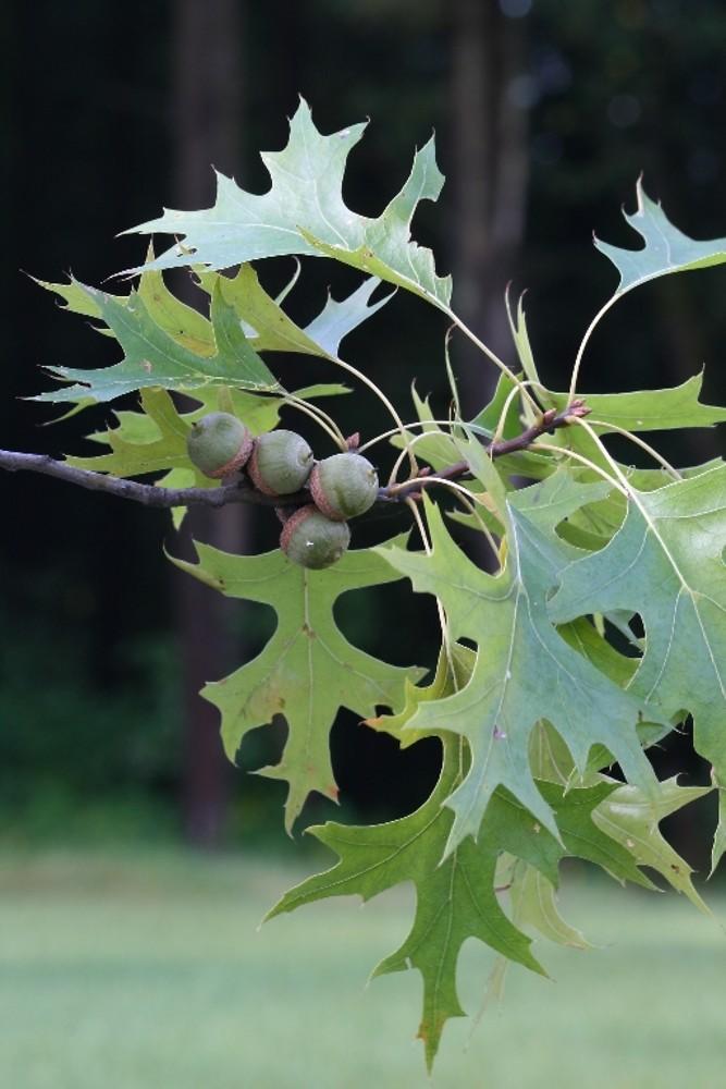 Quercus Palustris - View 3 from www redcrocus com