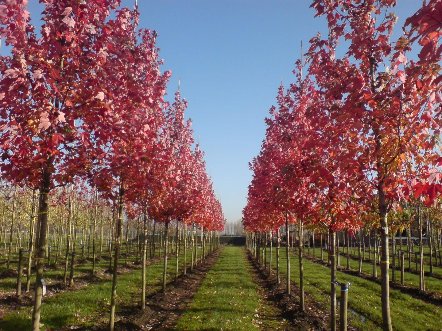 Acer Rubrum October Glory - View 12 from www redcrocus com