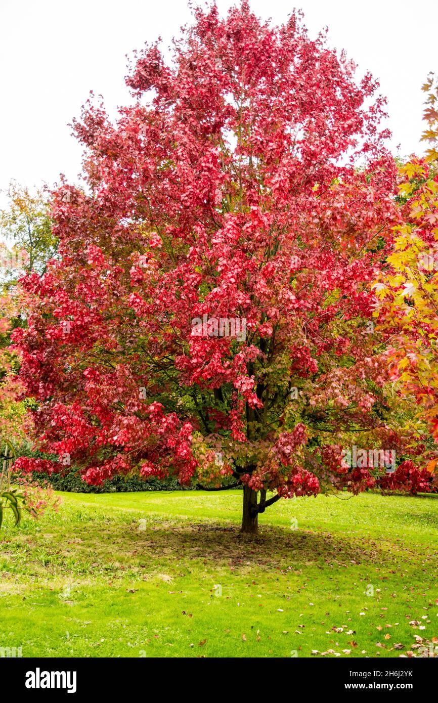 Acer Rubrum October Glory - View 17 from www redcrocus com
