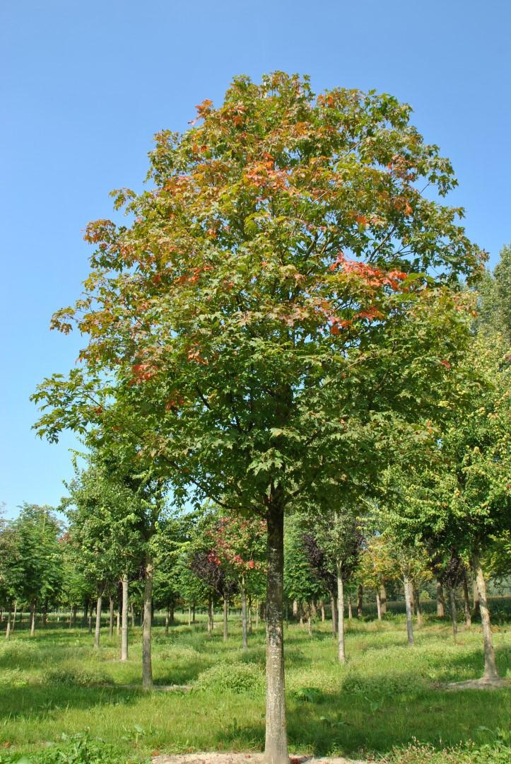 Acer Saccharum Green Mountain - View 19 from www redcrocus com