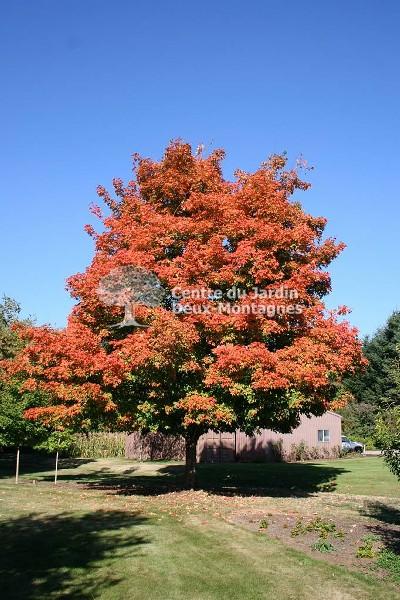 Acer Saccharum Green Mountain - View 5 from www redcrocus com