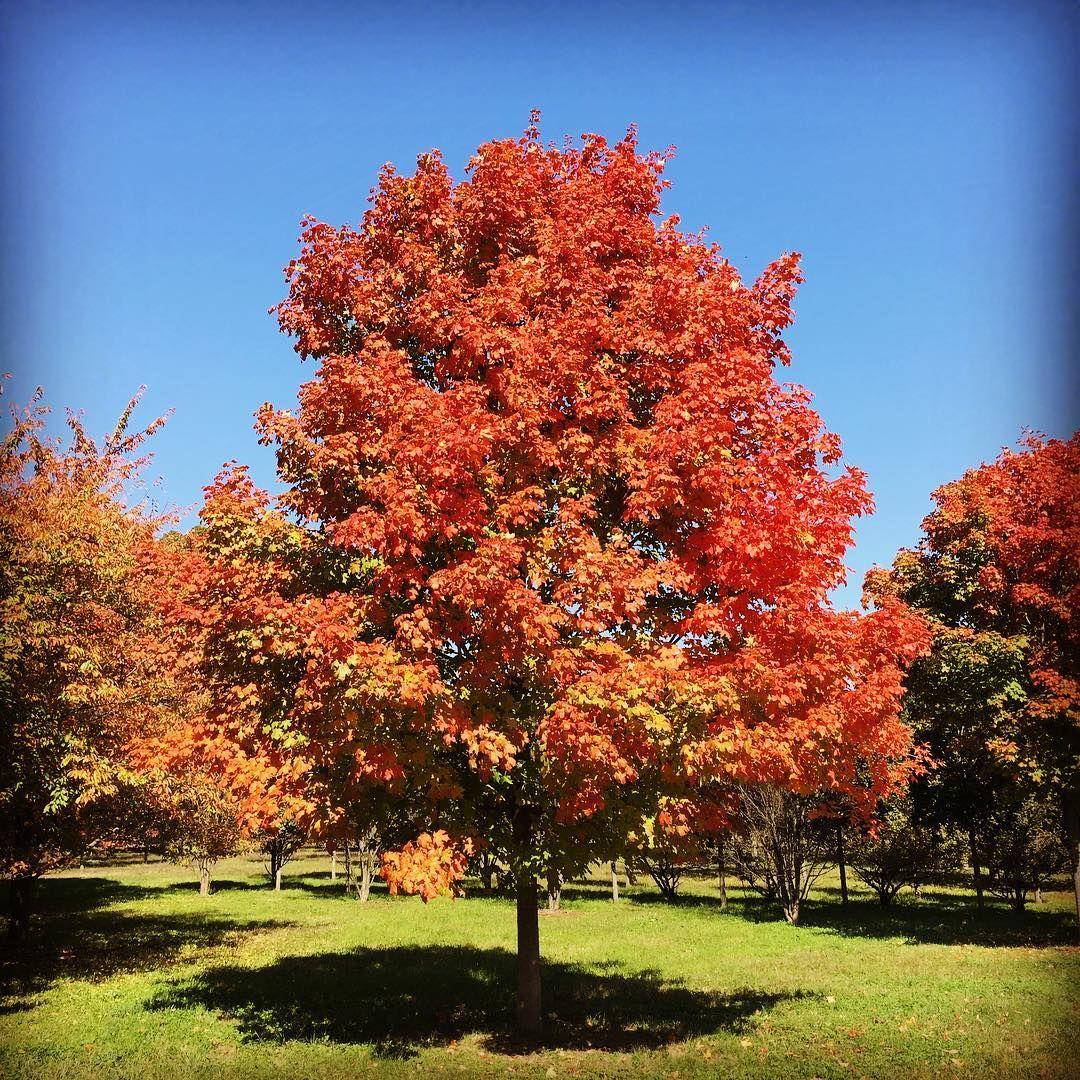 Acer Saccharum Green Mountain - View 9 from www redcrocus com