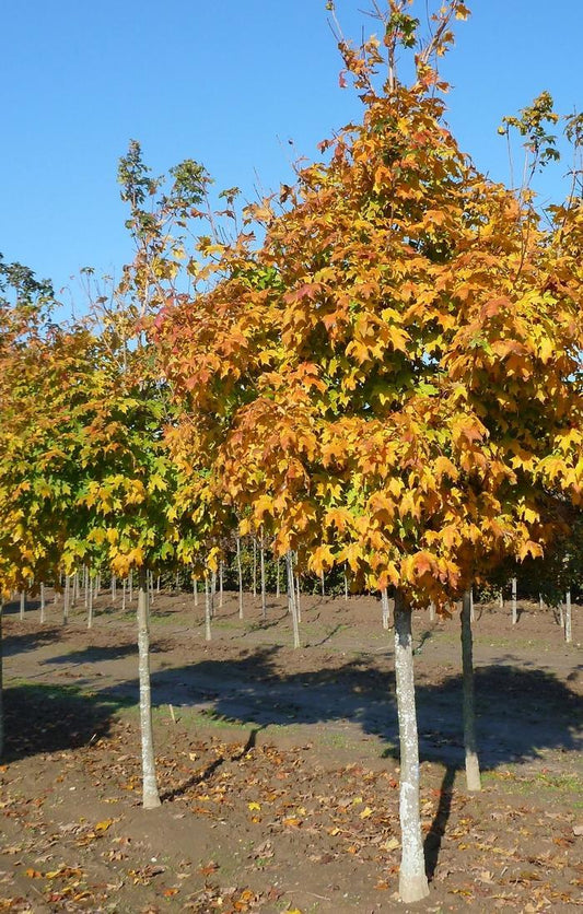 Acer Saccharum Green Mountain - View 1 from www redcrocus com
