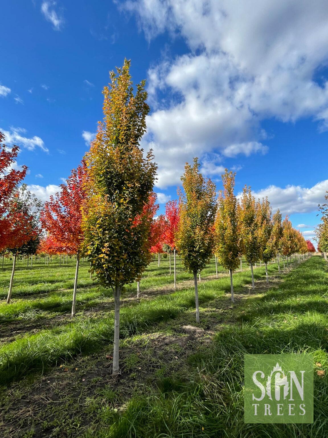 Acer Rubrum Armstrong - View 12 from www redcrocus com