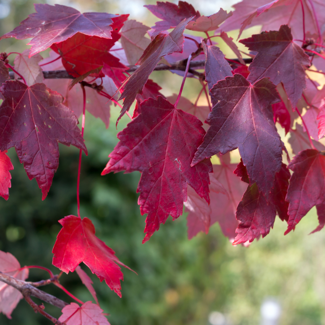 Acer Rubrum Armstrong - View 8 from www redcrocus com