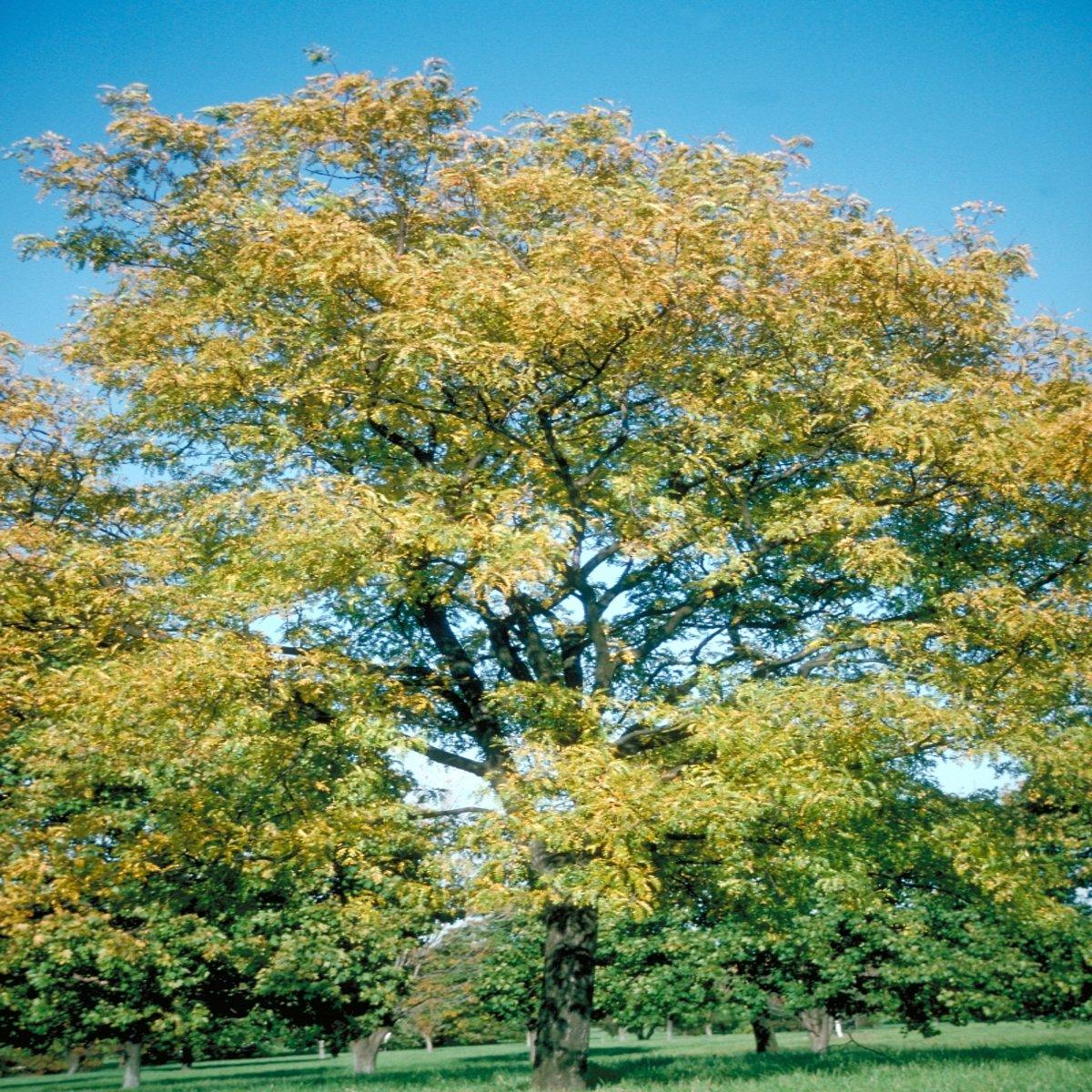 Gleditsia Triacanthos Shademaster - View 10 from www redcrocus com