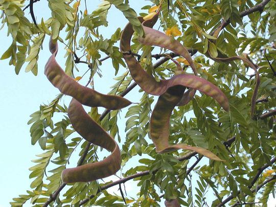 Gleditsia Triacanthos Shademaster - View 15 from www redcrocus com