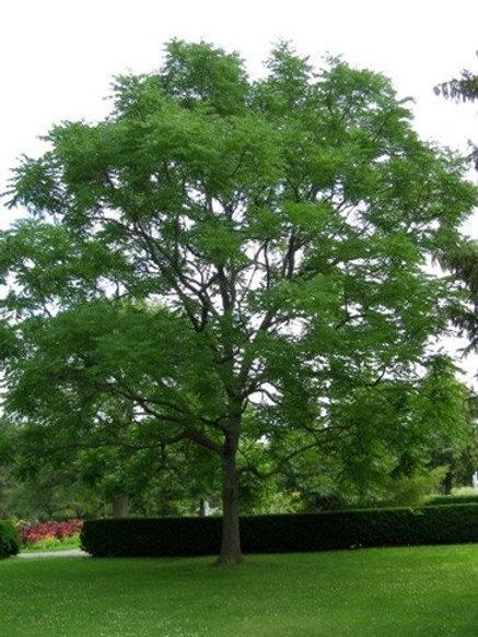 Gleditsia Triacanthos Shademaster - View 18 from www redcrocus com