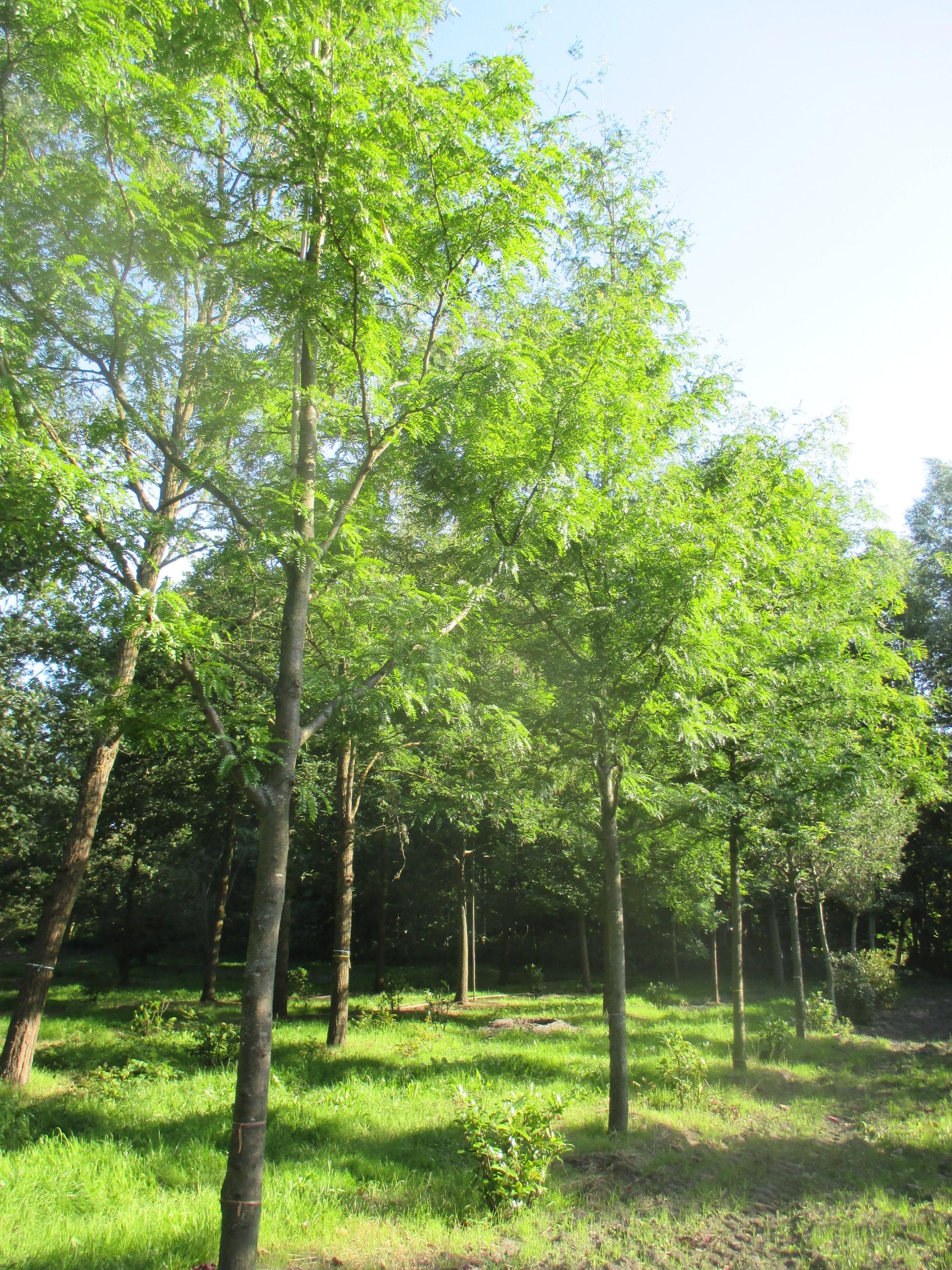 Gleditsia Triacanthos Shademaster - View 1 from www redcrocus com