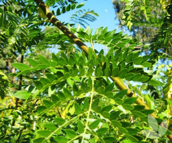 Gleditsia Triacanthos Shademaster - View 2 from www redcrocus com