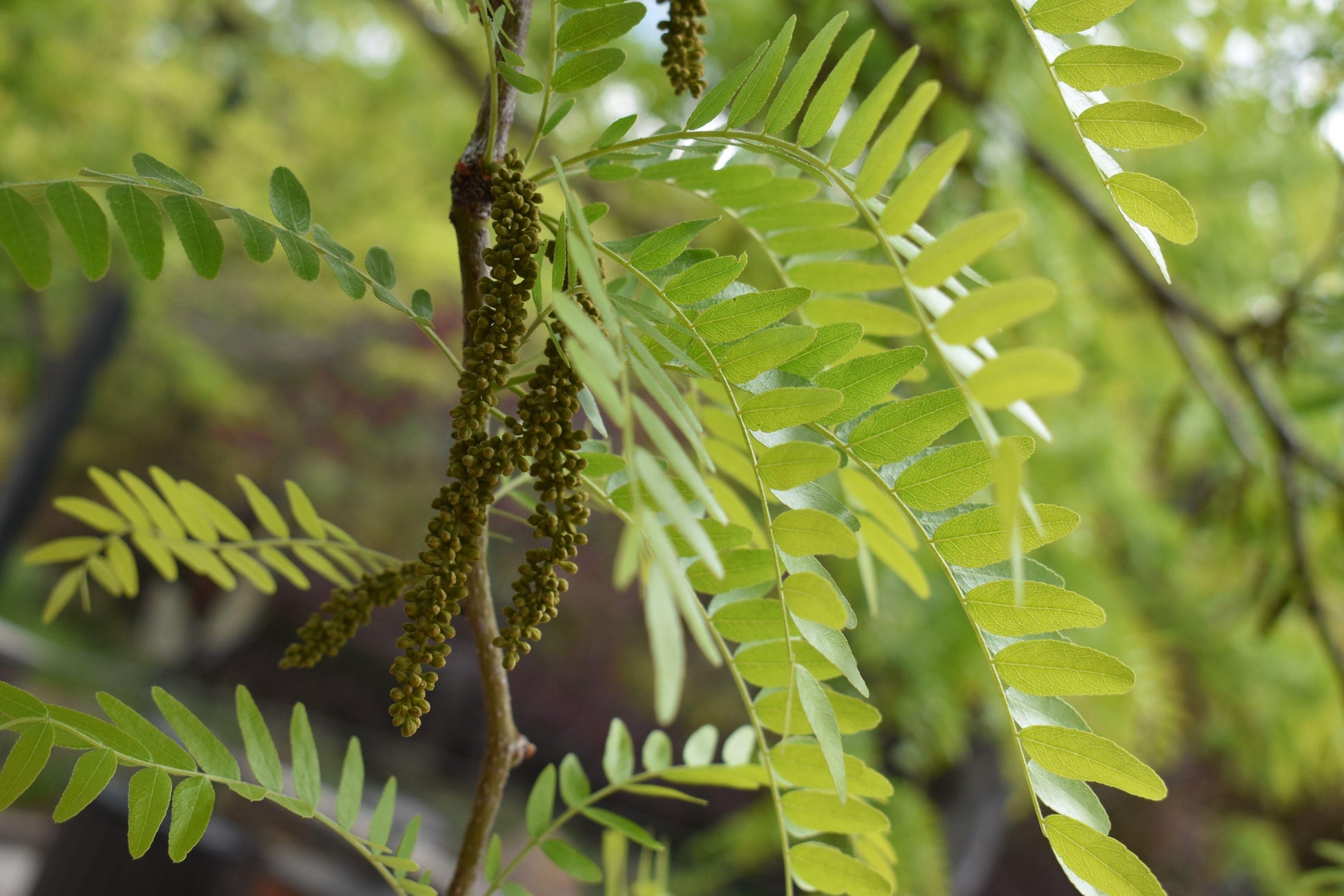 Gleditsia Triacanthos Shademaster - View 3 from www redcrocus com