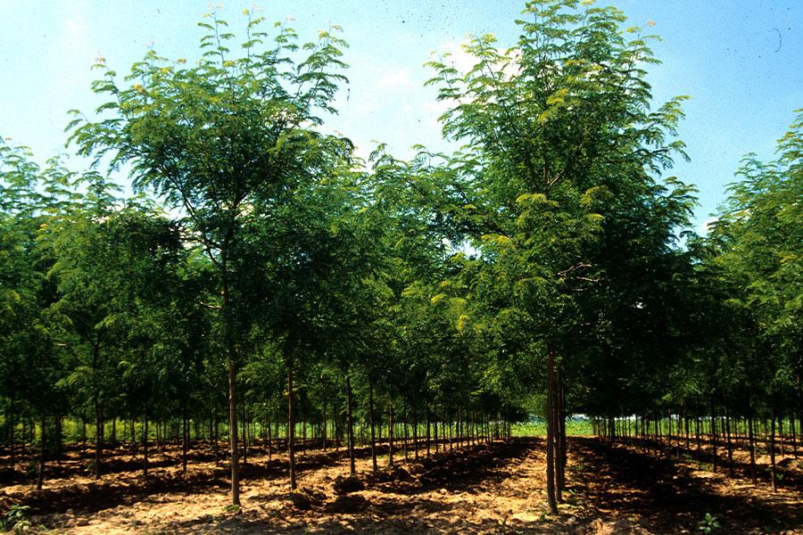 Gleditsia Triacanthos 'skyline' - View 10 from www redcrocus com