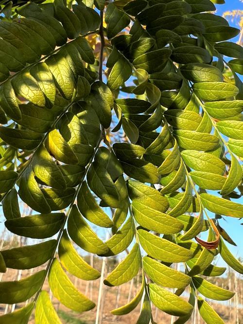 Gleditsia Triacanthos 'skyline' - View 11 from www redcrocus com