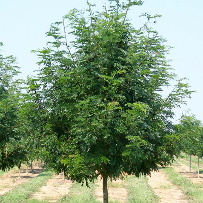 Gleditsia Triacanthos 'skyline' - View 12 from www redcrocus com