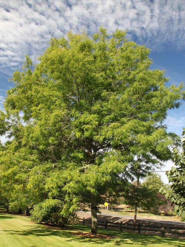 Gleditsia Triacanthos 'skyline' - View 13 from www redcrocus com