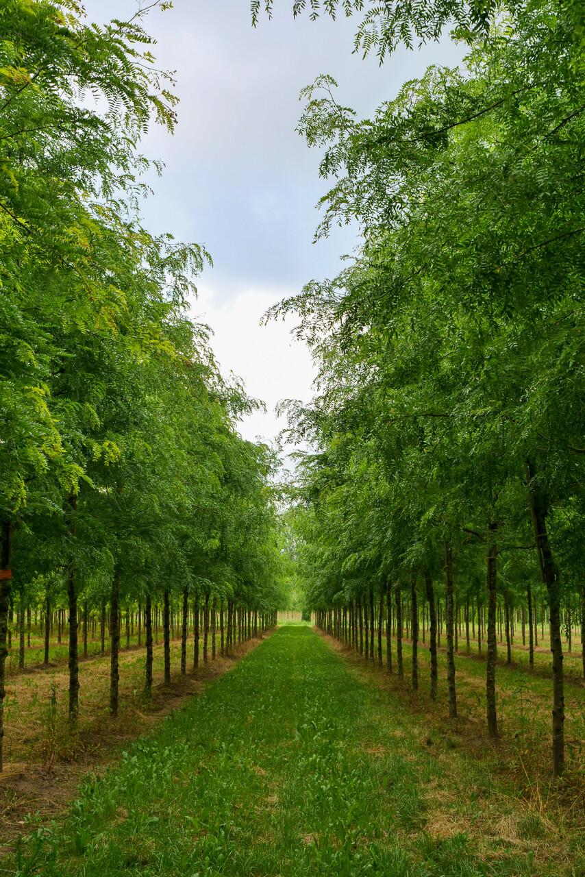 Gleditsia Triacanthos 'skyline' - View 15 from www redcrocus com