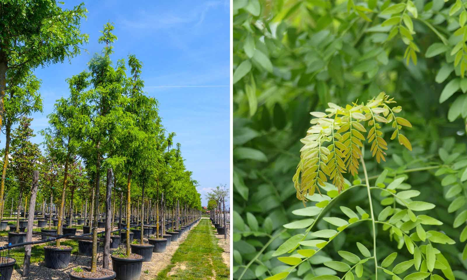 Gleditsia Triacanthos 'skyline' - View 16 from www redcrocus com