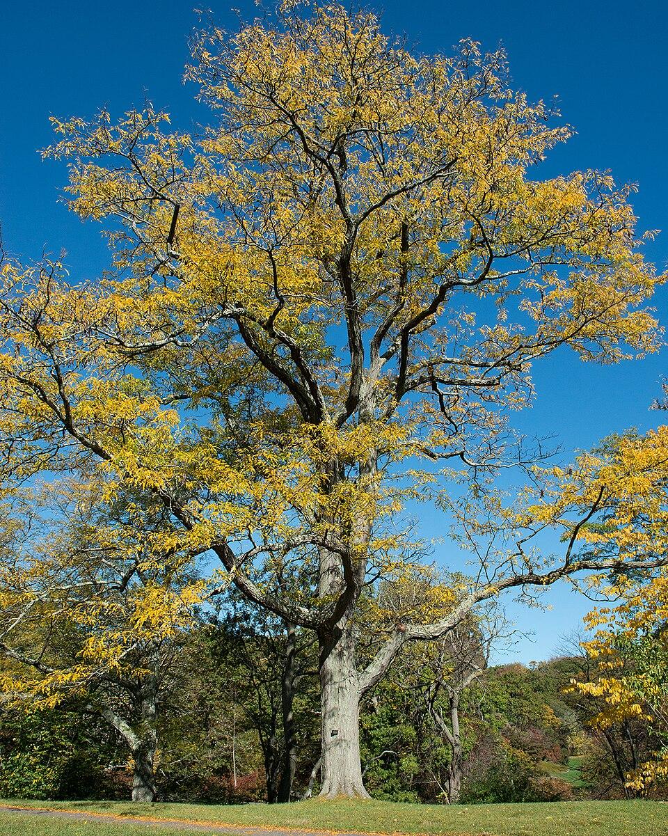 Gleditsia Triacanthos 'skyline' - View 18 from www redcrocus com
