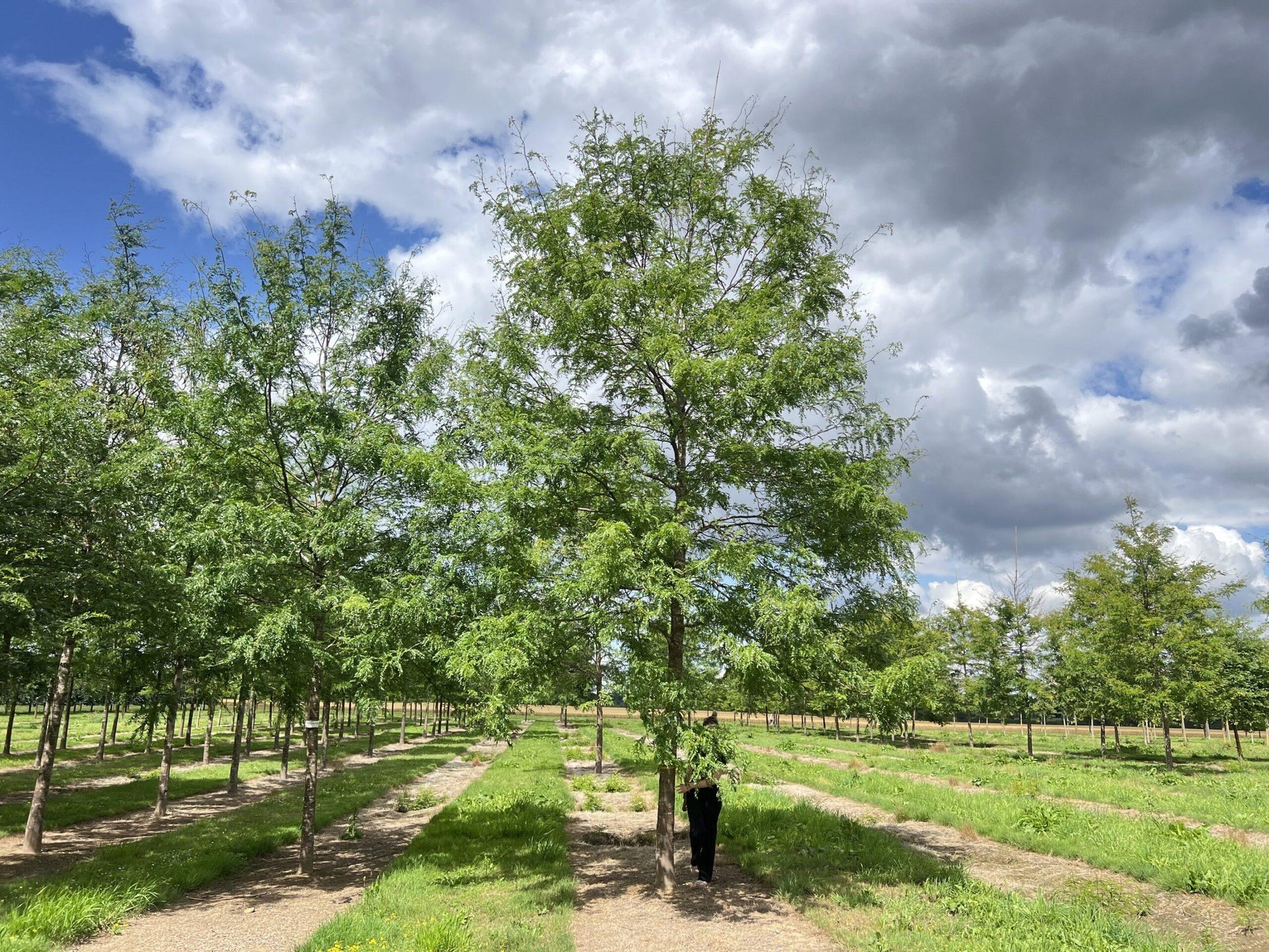 Gleditsia Triacanthos 'skyline' - View 1 from www redcrocus com
