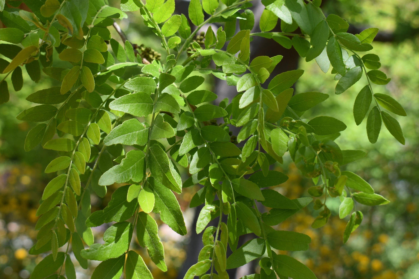 Gleditsia Triacanthos 'skyline' - View 20 from www redcrocus com