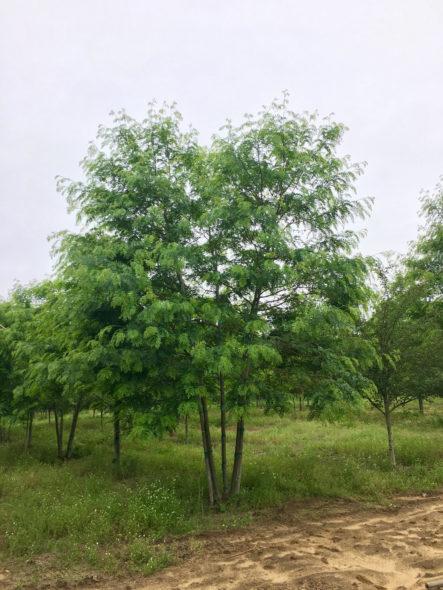 Gleditsia Triacanthos 'skyline' - View 22 from www redcrocus com