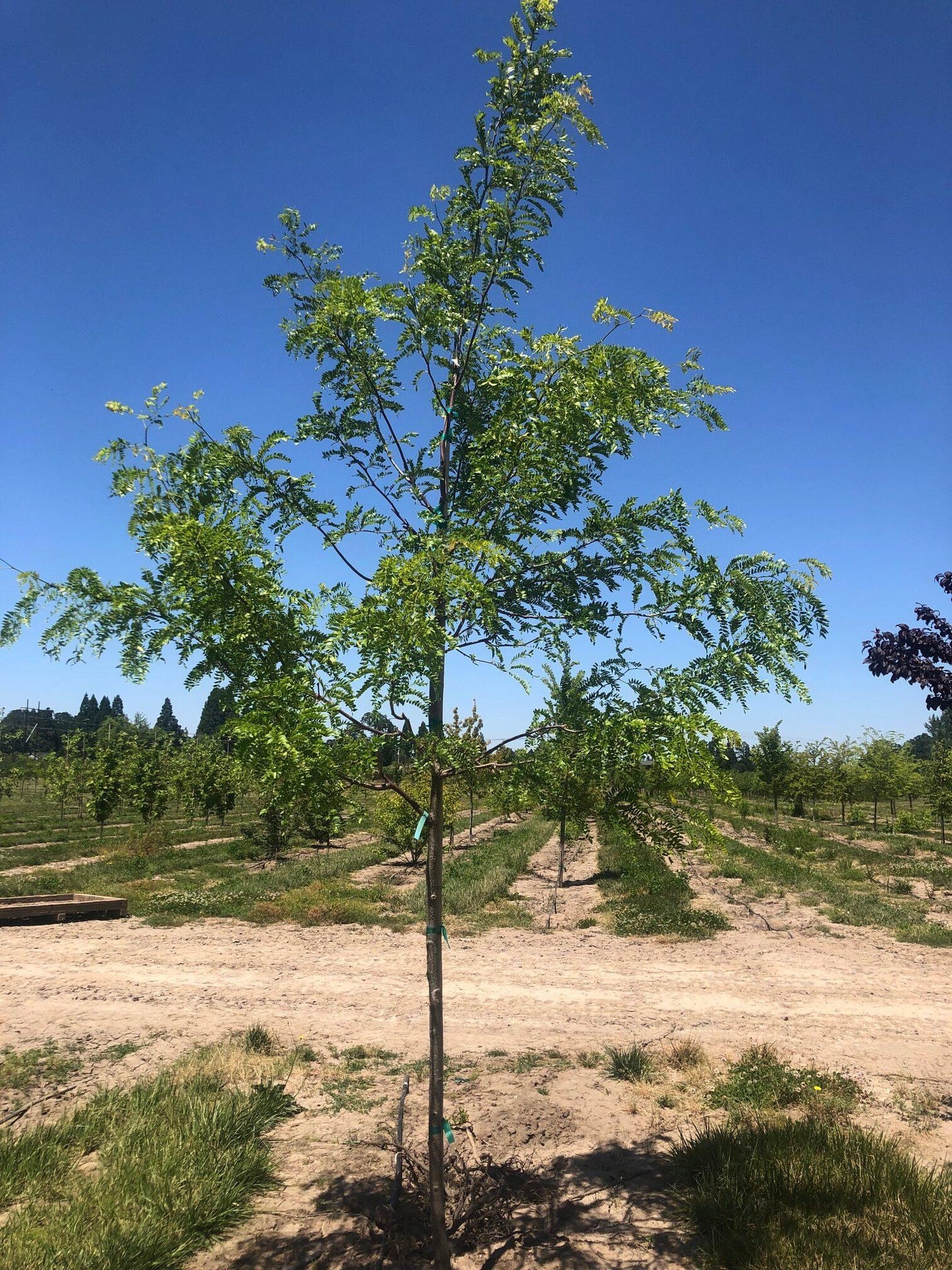 Gleditsia Triacanthos 'skyline' - View 23 from www redcrocus com