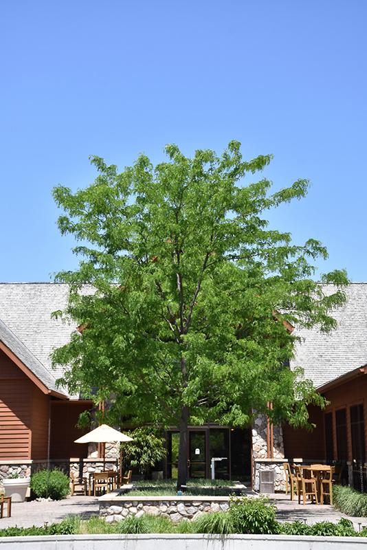 Gleditsia Triacanthos 'skyline' - View 24 from www redcrocus com