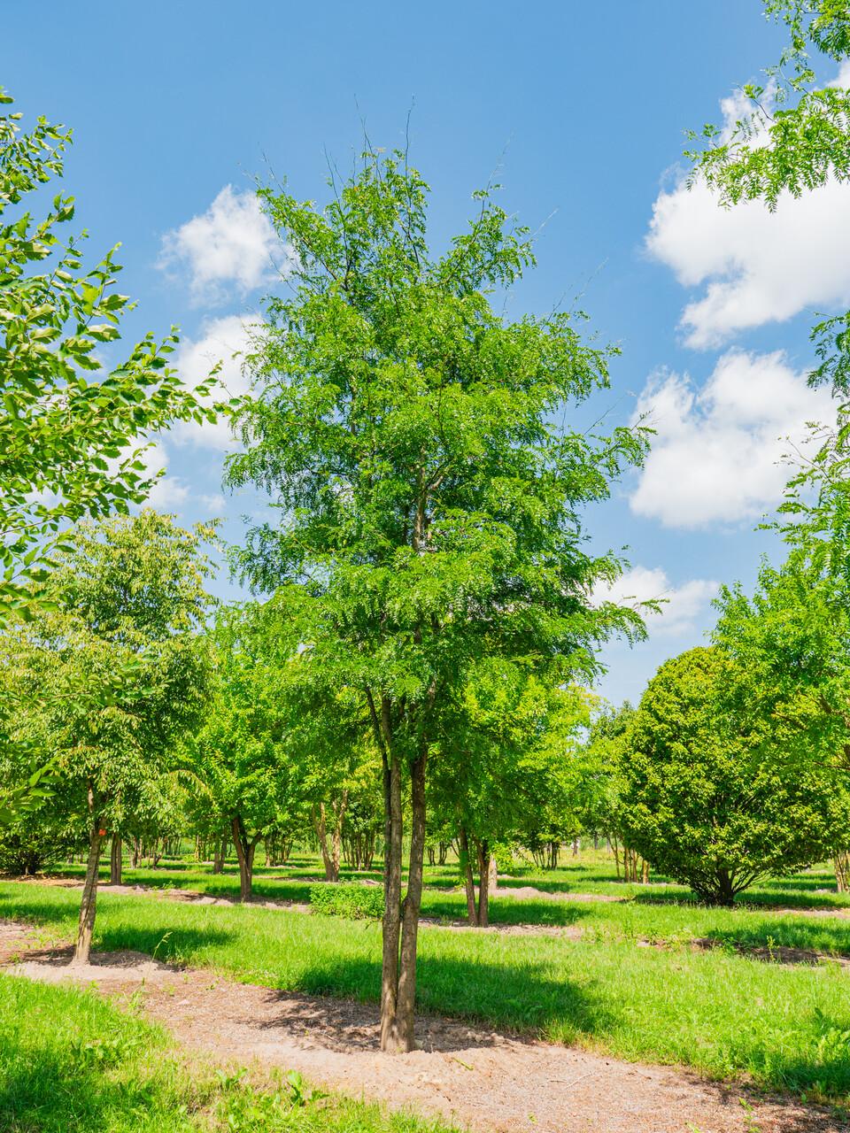 Gleditsia Triacanthos 'skyline' - View 26 from www redcrocus com