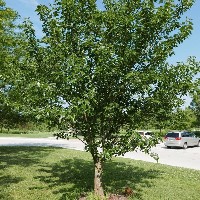 Gleditsia Triacanthos 'skyline' - View 27 from www redcrocus com