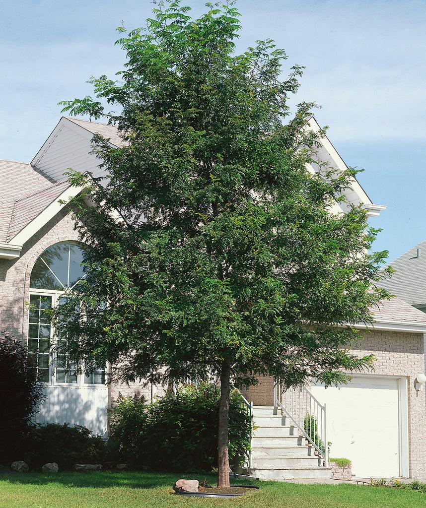 Gleditsia Triacanthos 'skyline' - View 28 from www redcrocus com