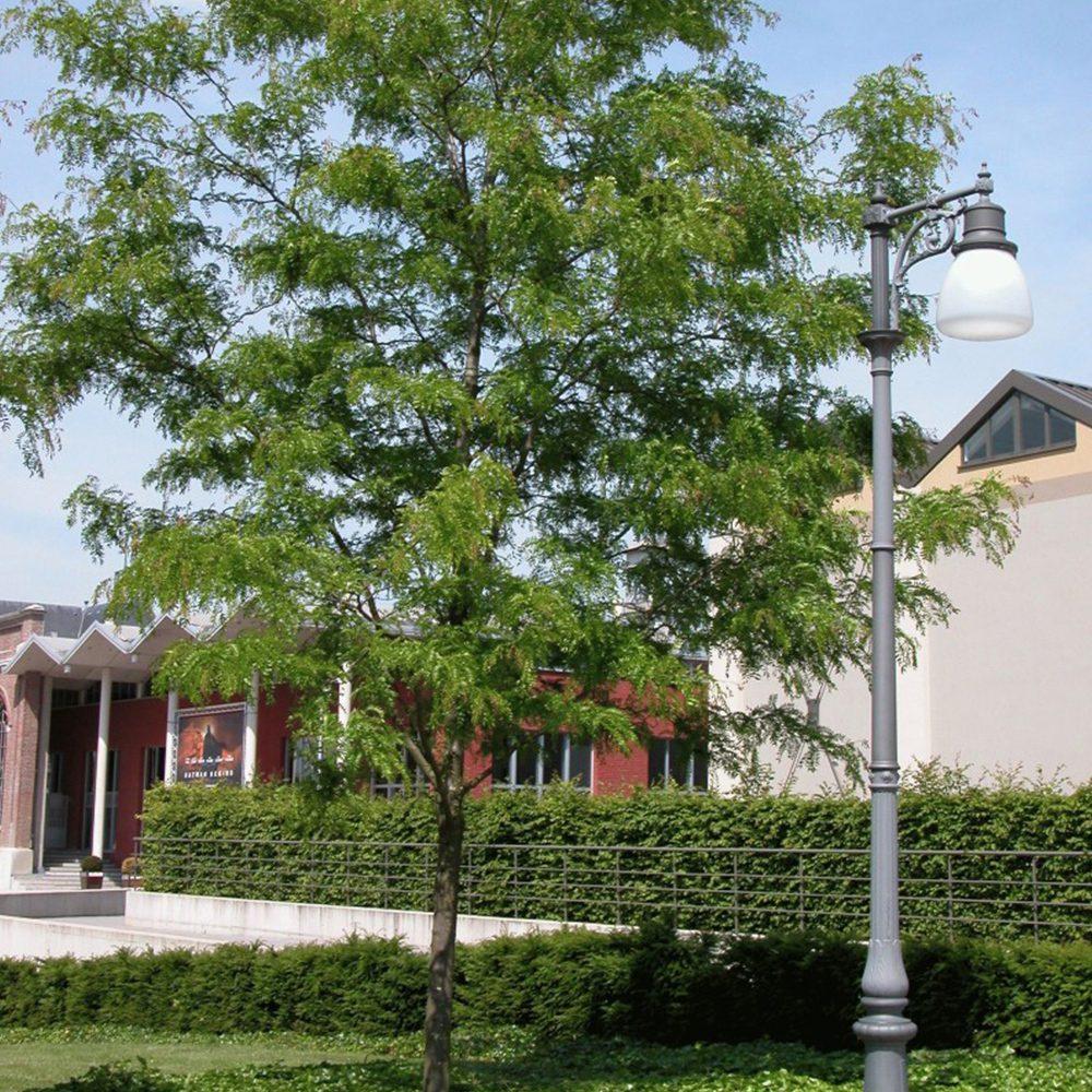 Gleditsia Triacanthos 'skyline' - View 29 from www redcrocus com