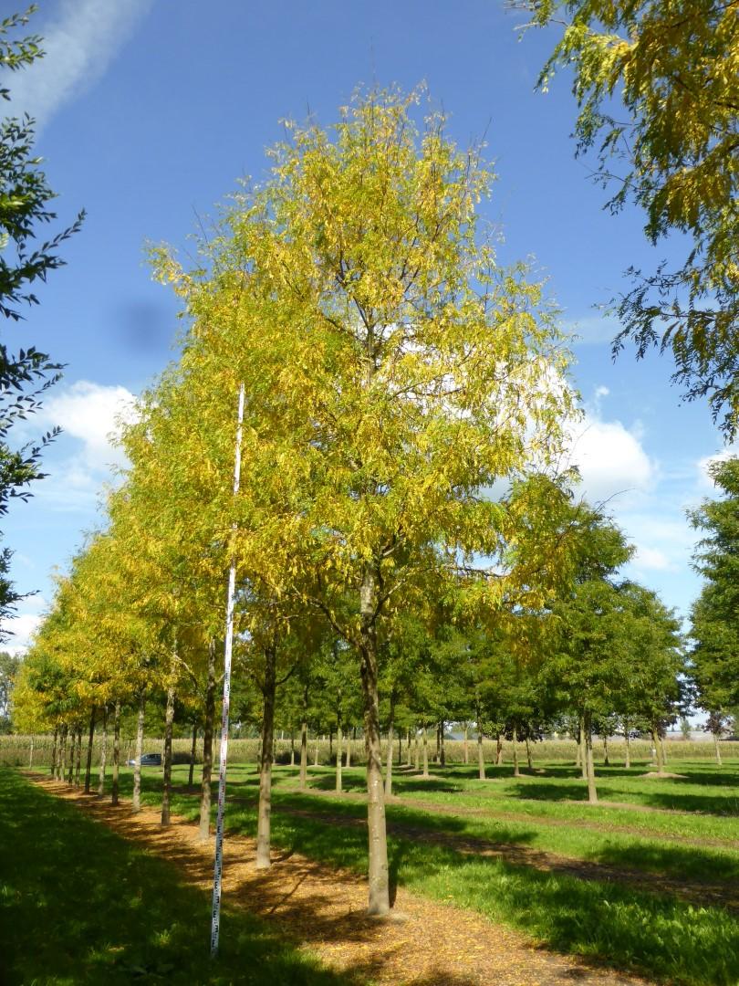 Gleditsia Triacanthos 'skyline' - View 2 from www redcrocus com